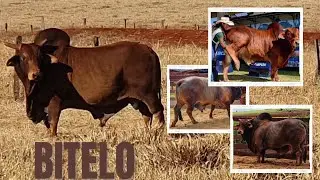 Touro SINDI - BITELO Porangaba