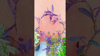 How to decorate Purple heart plant #plant #gardning