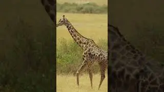 Grifaffe
