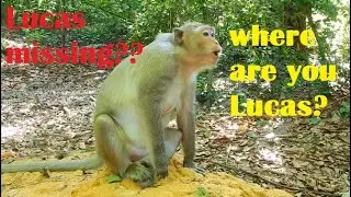 Missing Lucas?? Poor mom Leyla cry broken heart Lucas is missing can't find?What happen to Lucas?