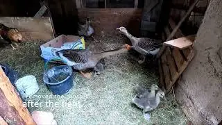 Geese Meet Goslings for the First Time