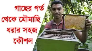 গাছের গর্ত থেকে মৌমাছি ধরুন খুব সহজে | Catching a Swarm of Bees from Tree Holes