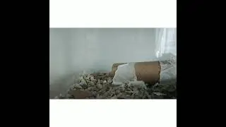 Short video on my gerbils diet
