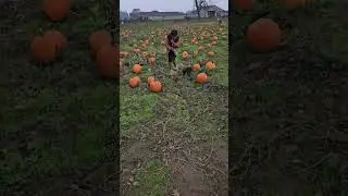 Moshi's first pumpkin 🎃 patch #dog #animalmemes #memes #puppy #cute #love