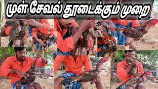 சேவல் துடைப்புமுறைகள் | seval thutaippu muraikal @amkfarm4085 @amkfarming9353