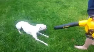 Shelby vs DeWalt 40V Cordless Leaf Blower