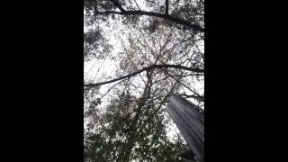 Test cri de detresse appeau corneilles FT3