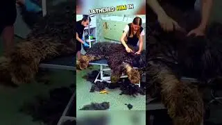 Giant Dog's Amazing Makeover at Grooming Salon!