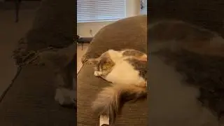 Daisy is a sleepy girl #cat #daisysvlog #shortvlog #kitten