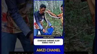 Cobra Nest Evacuation Part 3