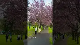 Herbert Park, Dublin #sakura #ireland #dublin