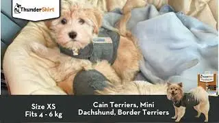 How to pick the right size ThunderShirt for your Dog