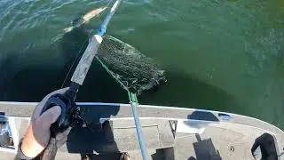 Musky Catch June 9th, 2025 37 3/4 Mayfield Lake