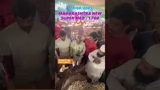 Live Auction in Hyderabad, TS #maharashtra #Spoc #onion_rates_today#onionratetoday #business ness