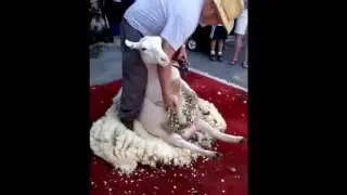 Sheep Shearing at Lambsdown Park Festival - mid June