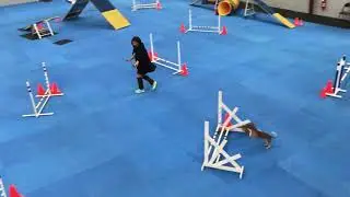 November 9, 2019 Show and Go at Azalea Dog Training Club