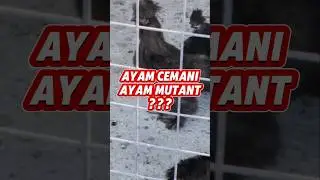 AYAM CEMANI ➡️ MUTANT ⁉️ #ayam #chicken #ayamhitam #cemani #ayamcemani #farm #hen #shorts #mutant