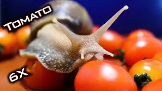 🍅 ASMR Snail Eating TOMATO 🐌3 | Animal ASMR
