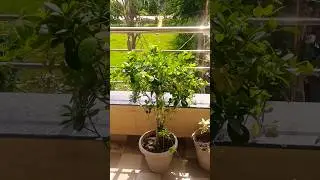 55 #garden #plantsgadar20verseas