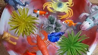 Beautiful Fish Videogold Fishkoi Fishbetta Fishkuku Fish