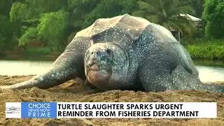 TURTLE SLAUGHTER SPARKS URGENT REMINDER FROM FISHERIES DEPARTMENT