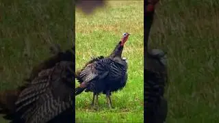 Silent Arrow: Epic Wild Turkey Bow Hunt #turkeyhunting #hunting #bowhunting #viralshort