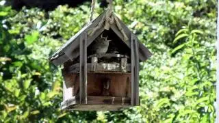 Bird Parenthood