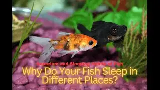 Aquarium and Sleeping Habits of FishWhy Do Your Fish Sleep in Different Places?