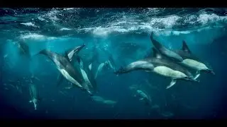Sardine Run 2017