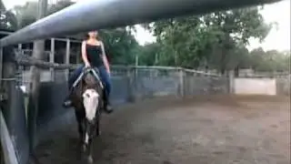 bridless western pleasure
