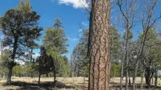 Lot 205 Sugar Pine
