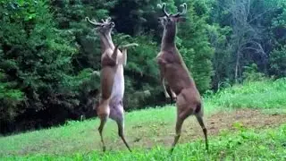 Whitetail Bucks' Slap Fight Caught on Camera