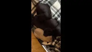 Pug Puppies LIVE Sleeping 🐶 Calm, Cute & Relaxing (HD)