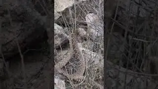 Rattlesnake Combat (NOT Mating!)