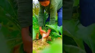white carrot harvest