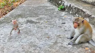 Adorable VDO...When baby monkey MARCO wants to talk with King monkey like this.