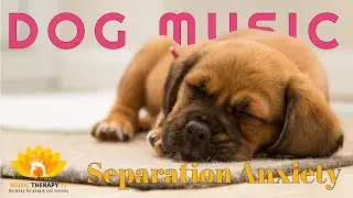 Dog TV Music Therapy | 3 Separation Anxiety Suggestions 🐶 #shortfeed