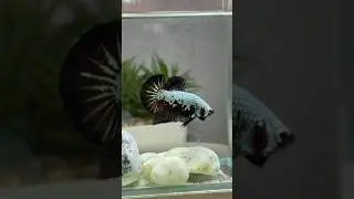 The elegance of nature in every fin #fish #betta #bettafish #aquarium #animals #pets #shorts