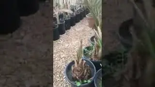 مشاتل ابو احمد الحلاوي