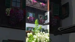 Beautiful flowers #travel #europe #shorts