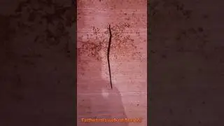 Kechwa walk #earthworm #earthworms #kechwa #farmerfriend