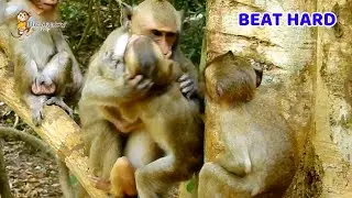 Very hurt unknow reason Alberto beat baby monkey too bad crying loud, Why Alberto did like this?