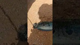 Pinggiran jalan gini sudah bisa streck krandang goblin klo di Kalimantan 😁 #mancing #spotelit