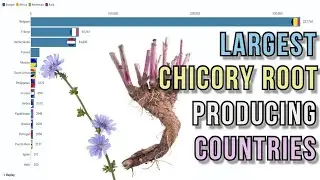 Largest chicory root producing countries