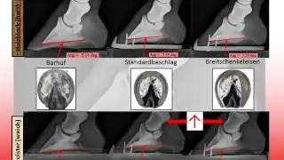 Werkman Horseshoes E Lectures Part 5 - Breitschenkeleisen