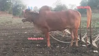 63631 40176 ఎడ్లు అమ్మబడును కర్ణాటక bulls for sale Karnataka बैल बेचना कर्नाटक