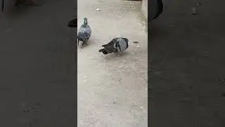 Kabootar Mini Vlog #pigeon #lover #rahul