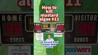 Mustard Algae Removal: Pool School #11