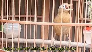 Hoạ Mi Mái Dâm Chùi Kích Trống Nghe Là Hót Không Tạp Âm.