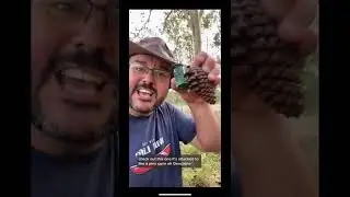 Pinecone Cache (#Shorts)